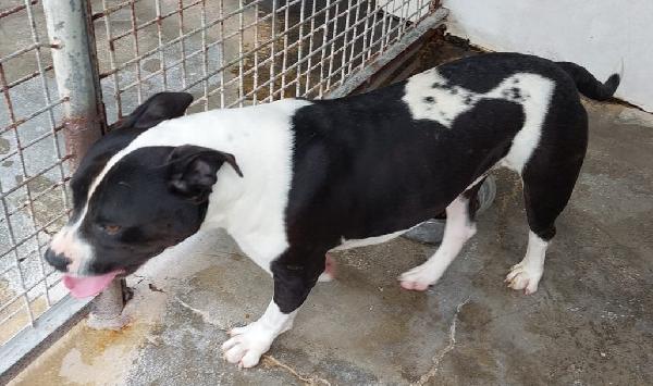 CHICCO, incrocio AMSTAFF, ottimo carattere Foto 5